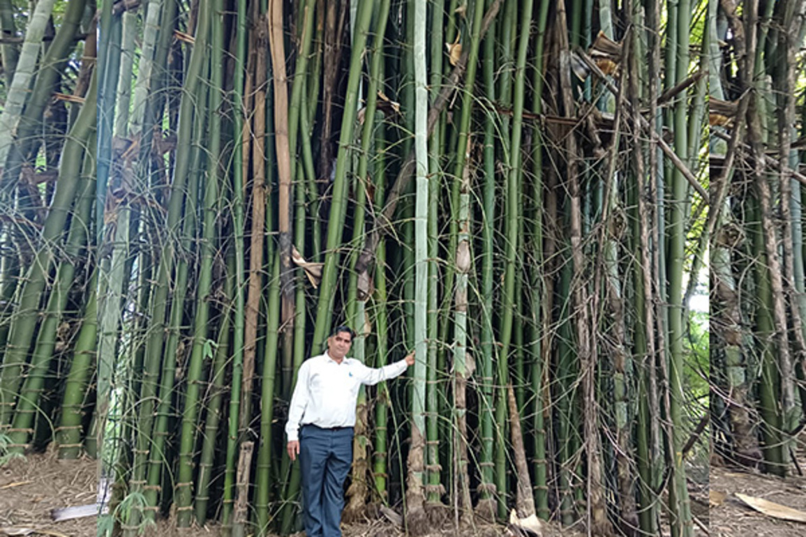 Green miracle on grey land: NEERI scientist transforms wasteland into lush bamboo forest at Koradi