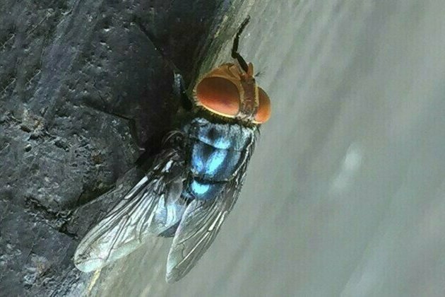 US to drop billions of flies on Mexico and Texas  AP