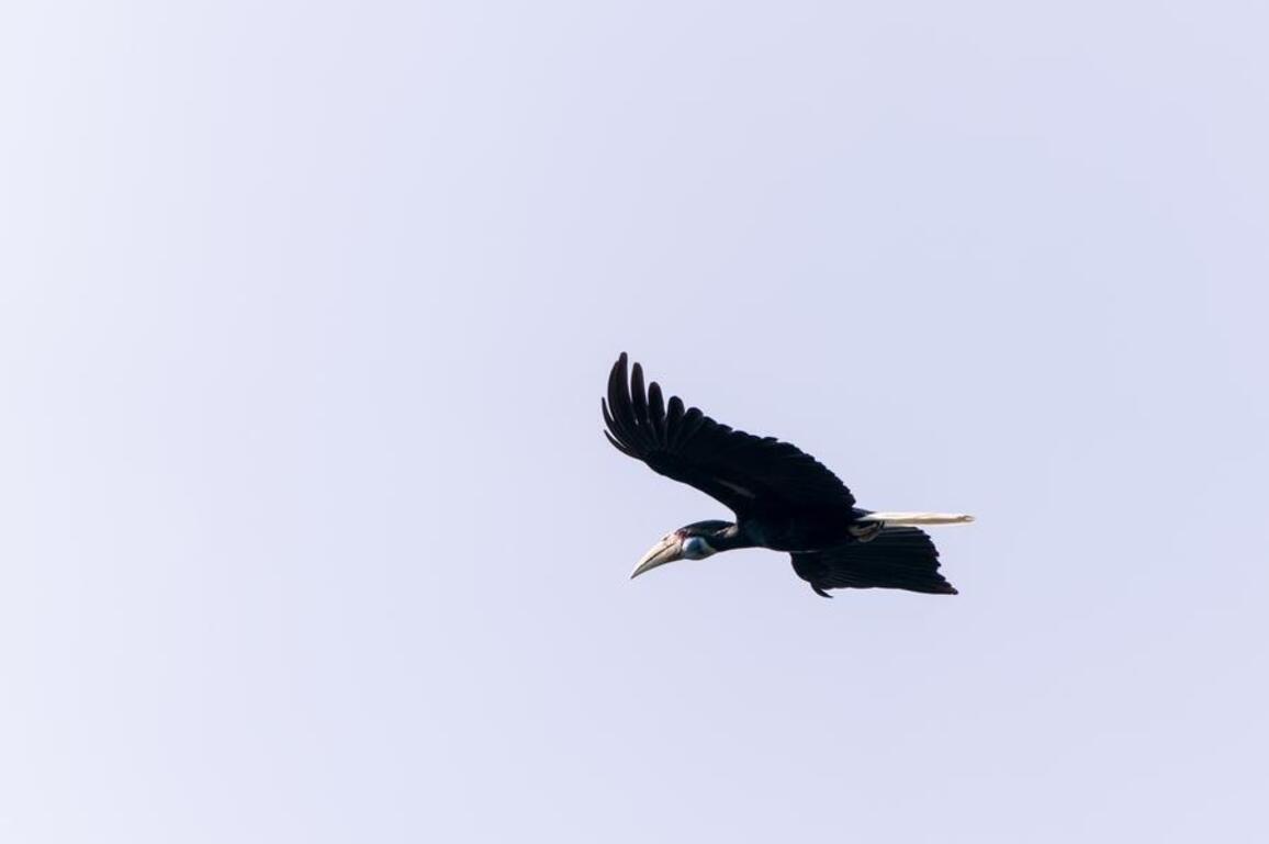 EcoChina | People in SW China's Yunnan safeguard the breeding season of hornbills