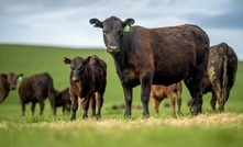 Strong outlook remains for Australian beef