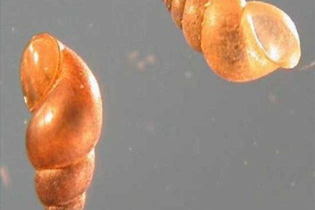 Insect-Tracking Drones to Boost Rare Bug Conservation in New Zealand