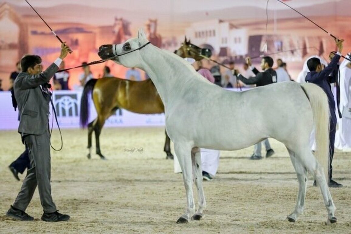 Bahrain to host second edition of Emirates Arabian Horse Global Cup