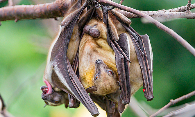 Gabon bans eating of pangolin and bats amid pandemic Gabon bans eating of pangolin and bats amid pandemic
