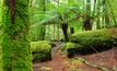 Tasmania's Tarkine rainforest. Photo courtesy Tourism Tasmania