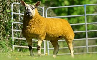 Auction mart sales round-up: Commercial sheep record set online, sheepdogs to 8,400gns at Skipton and dairy cattle to 3,500gns at Carlisle