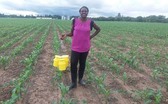 Harper Adams graduate leads fight against 'devastating' maize pest