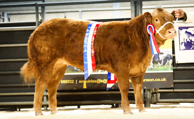 A Limousin cross heifer from Messrs Rochester and Murray which sold for £5,600