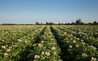 Regen special: How potato growers are embracing regenerative practices