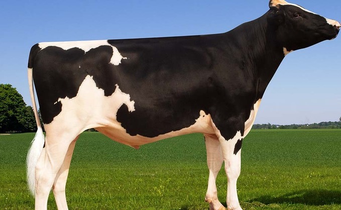 Denovo dominates young Holstein sires