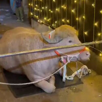 'Trump lookalike' buffalo draws crowds in Bangladesh ahead of Eid al-Adha