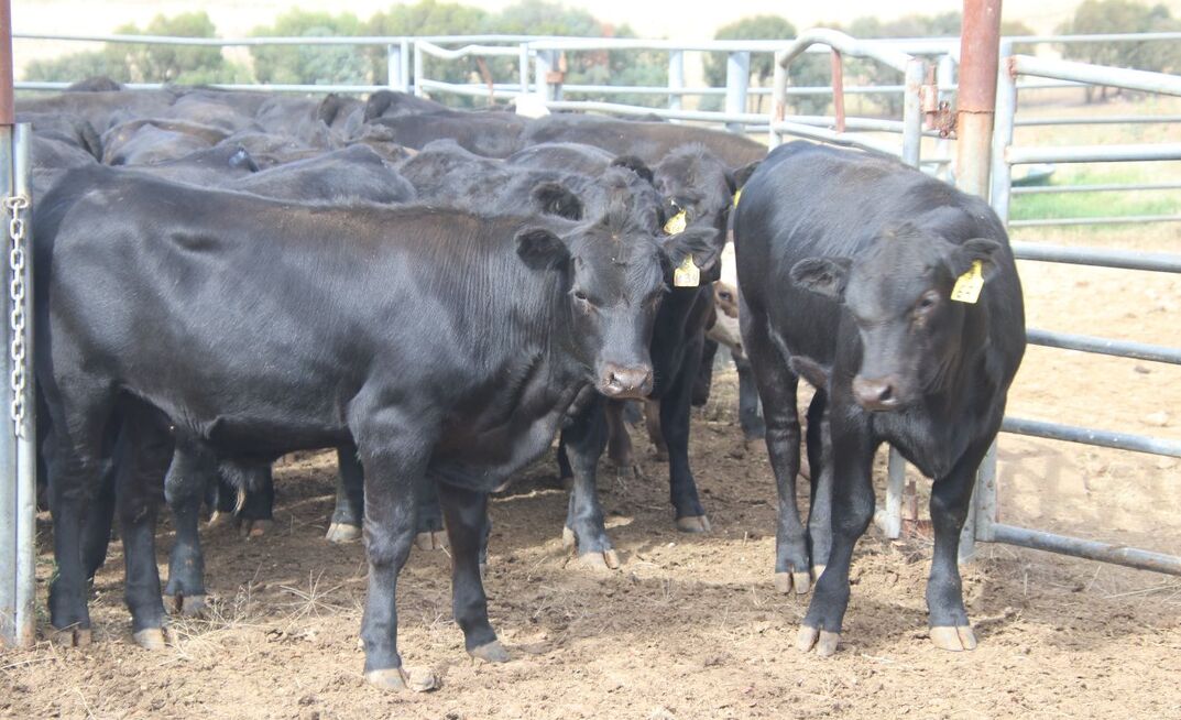 Cattle traders can take advantage of restocker price difference if they know their production capacity and end market.