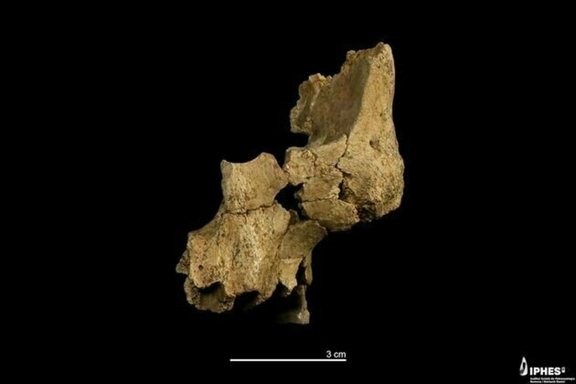 Fossil face discovery highlights challenges faced by Europe's earliest settlers