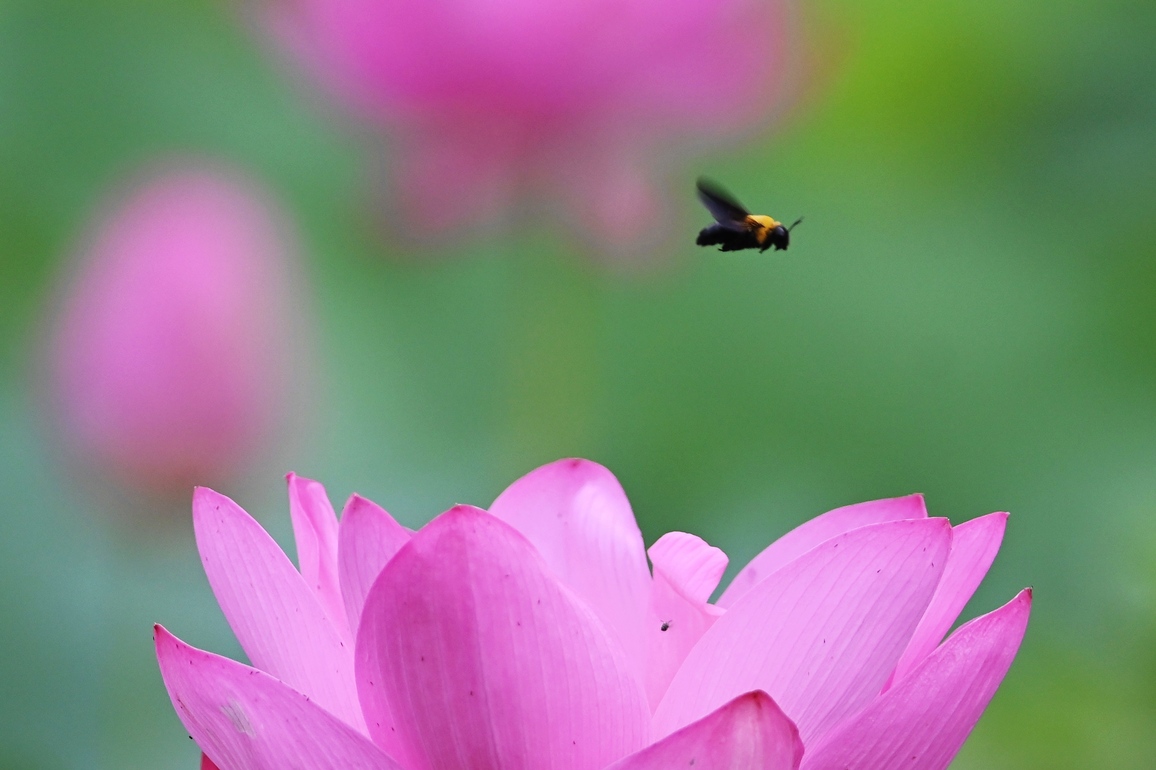 #CHINA-SUMMER-DASHU-LOTUS FLOWERS (CN)