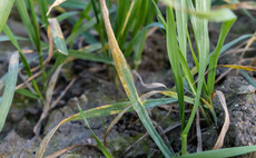 Results from latest UK Cereal Pathogen Virulence Survey confirm failure of major yellow rust resistance gene