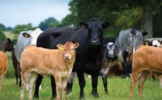 Compulsory BVD scheme must be robust