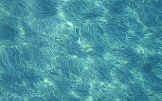 'No longer a niche climate solution': Governance gaps holding back 'blue carbon' tide