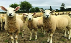 Wormer resistance threatens future of sheep farming