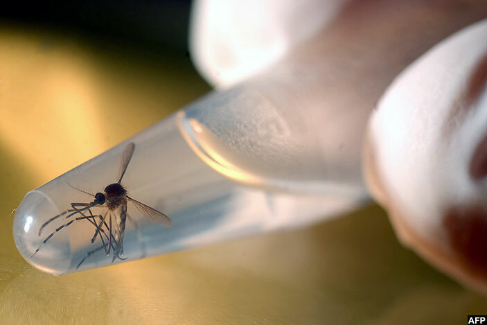  n edes aegypti mosquito is photographed in a laboratory at the niversity of l alvador in an alvador on ebruary 3 2016