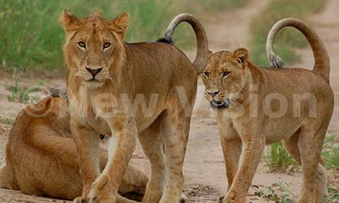 Lions attack Masindi village Lions attack Masindi village