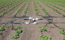 Early potatoes knocked back by May frosts