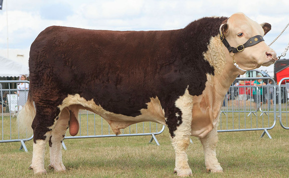 Hereford bull takes top spot at Edenbridge and Oxted