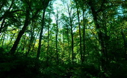 Algebris launches Article 9 Sustainable World strategy