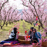 Thousands flock to see Greeces annual 'pink veil' of peach blossoms