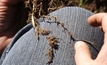 Destructive nematodes found in Moora area