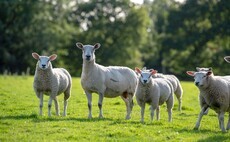 Love Lamb Week: NSA champions British sheep farming