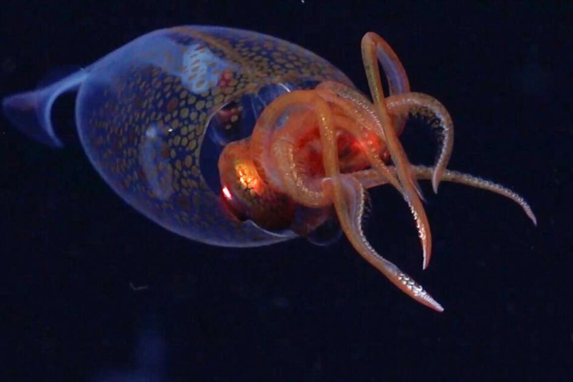 Colossal squid, heavyweight of the deep sea, finally caught on video