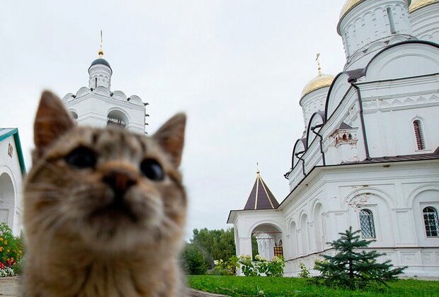 10 cute church cats from Russia