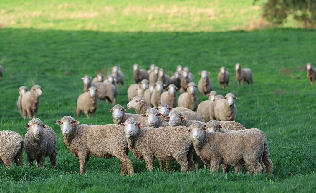 The Green Sheep Project was announced in late September and is set to formally kick off earlier next year. 