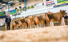  Jerseys take glory at The Dairy Show 