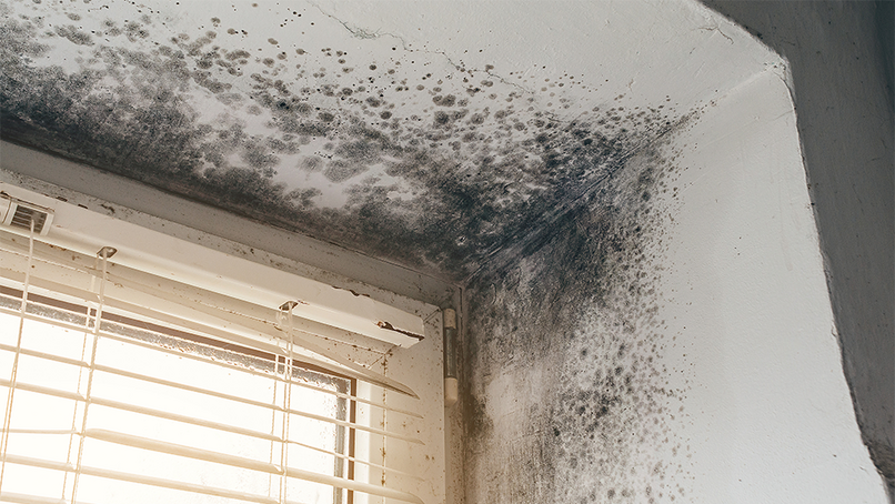Travis Perkins warns social landlords to be proactive with mould complaints