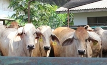 Thailand opens up for livestock export