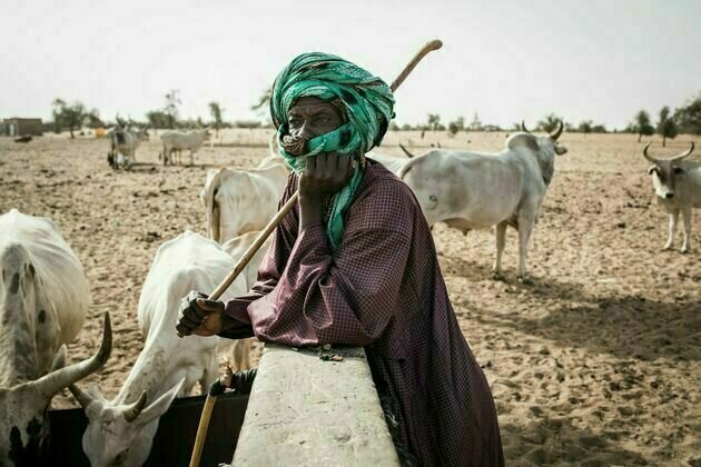 Fulani: new study unravels the genetic history of Africa's largest pastoralist community