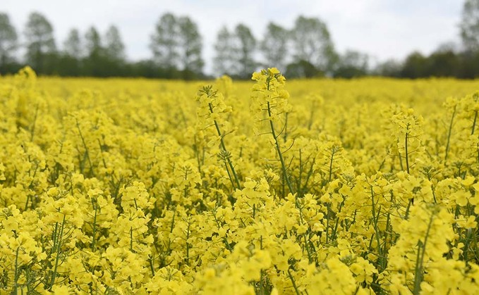 Pollination key to robust oilseed rape crop