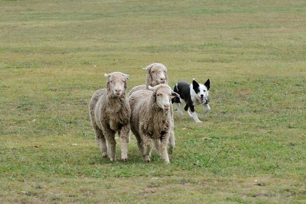 Album: National Sheepdog Trial Championships in Canberra
