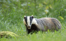 Northern Ireland badger cull rejected by High Court judge