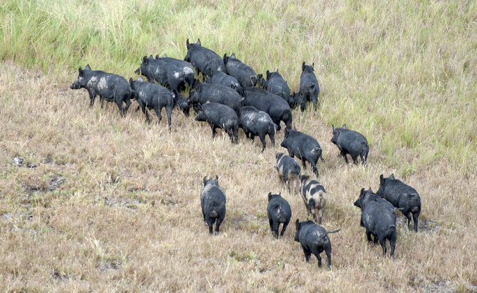 According to the National Feral Pig Action Plan, feral pig populations can increase by 86 per cent in one year if no control is conducted. Credit: John Carnemolla, Shutterstock.