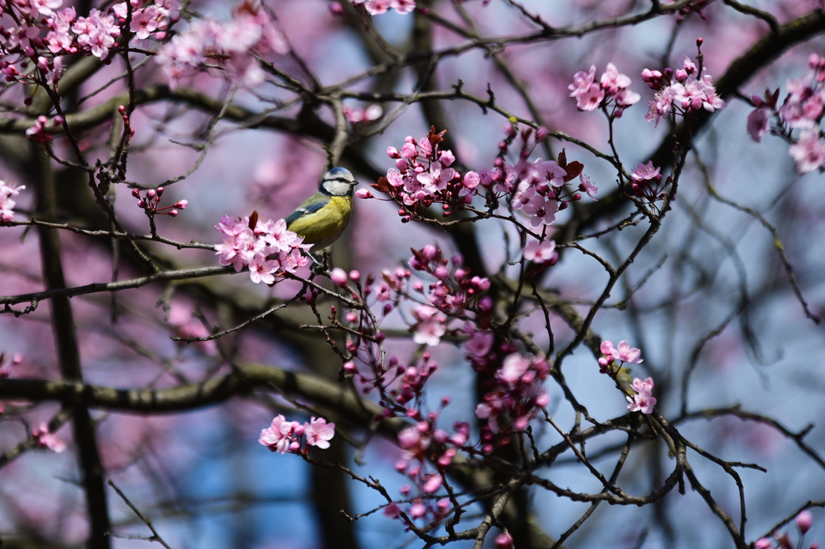 POLAND-WARSAW-CHERRY BLOSSOM-SPRING SCENERY