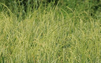 How one Essex grower is trialling a new herbicide active to tackle ryegrass problems
