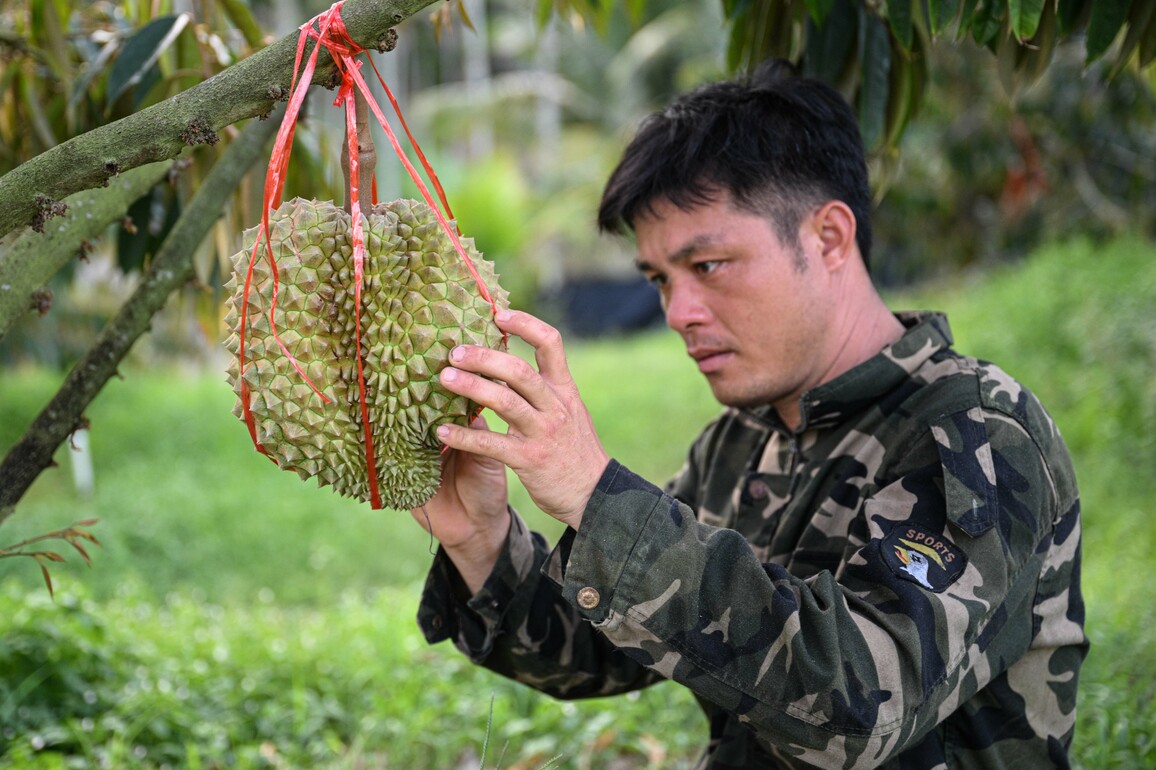 (HainanOutlook)CHINA-HAINAN-BAOTING-DURIAN-PLANTING (CN)