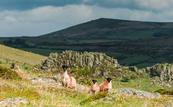 Dartmoor grazing limit to be debated