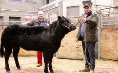 Suckled calves sell to £3,550 at Barnard Castle