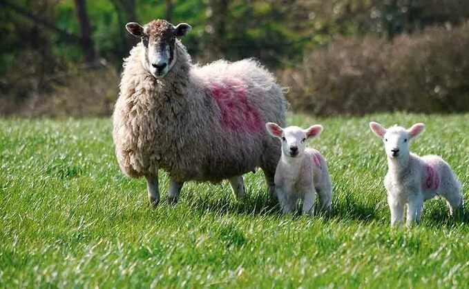 SHEEP SPECIAL: Value in a targeted approach to worm control