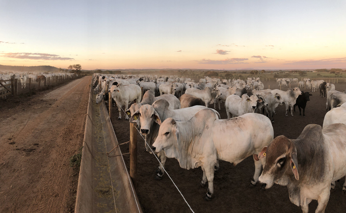 Evolving livestock systems can contribute positively to global issues
