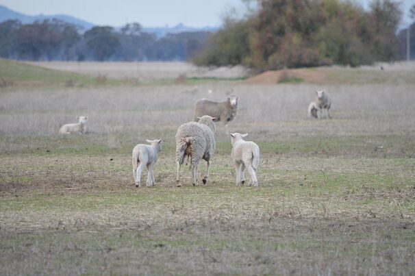 Lambing can be difficult in tight seasonal conditions so planning ahead is important. 