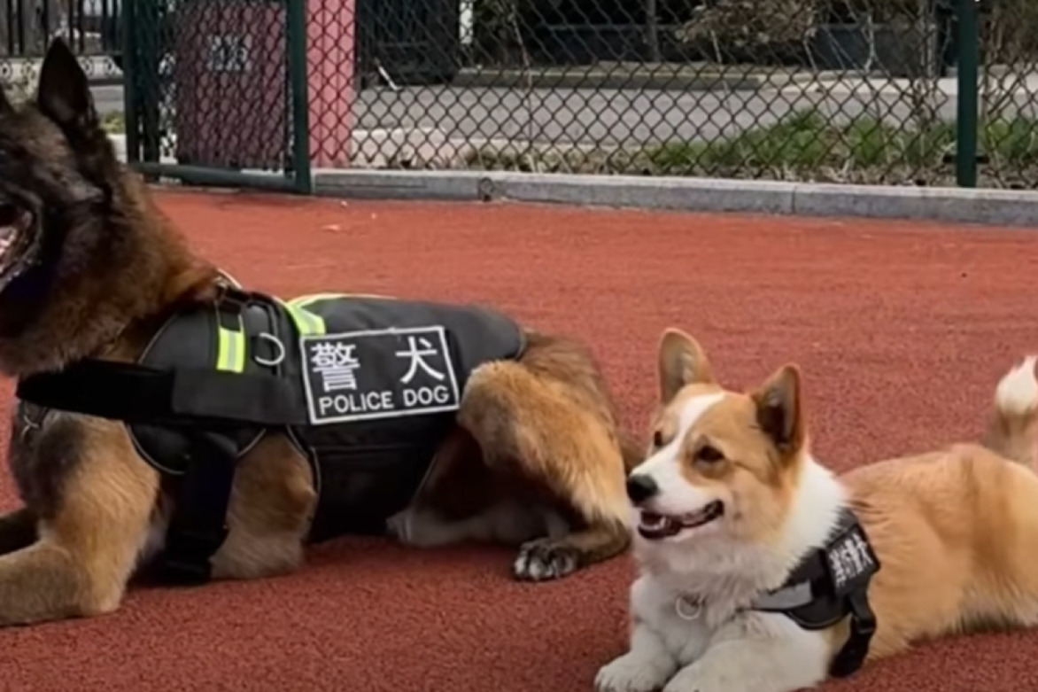 Chinas first police corgi gains online notoriety- His short legs have actually become an advantage