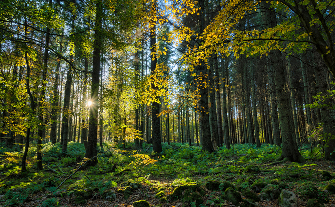 Natural England announces funding boost for nature-based carbon capture projects